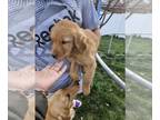 Golden Retriever PUPPY FOR SALE ADN-576766 - Golden Retriever Puppies