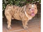 English Bulldog PUPPY FOR SALE ADN-576553 - Stunning Bully looking for Rehome