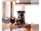 Yorkshire Terrier PUPPY FOR SALE ADN-576567 - Yorkie Babies