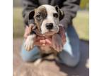 Adopt Reese a Pit Bull Terrier