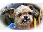 Adopt Layes A Brussels Griffon, Mixed Breed