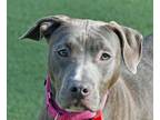 Adopt Leslie Knope A Pit Bull Terrier, Mixed Breed