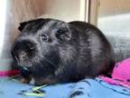 Adopt Licorice a Guinea Pig
