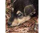 Adopt Monty a German Shepherd Dog