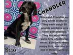 Adopt Chandler a Labrador Retriever