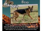 Adopt Ranger a German Shepherd Dog