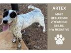 Adopt Artex a Australian Cattle Dog / Blue Heeler