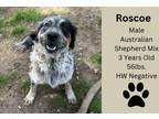 Adopt Roscoe a Australian Shepherd