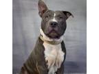 Adopt Iverson A Pit Bull Terrier