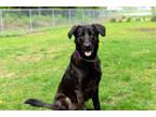 Adopt 34797- Buddy a German Shepherd Dog, Black Labrador Retriever