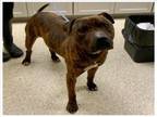 Adopt HICKORY a Staffordshire Bull Terrier