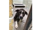 Adopt PERRY a Pit Bull Terrier, Mixed Breed