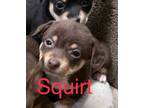 Adopt Sprites Puppies A Miniature Pinscher, Dachshund