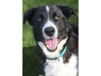 Adopt Jace A Border Collie, Great Pyrenees