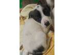 Adopt 389512 A Labrador Retriever