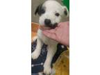 Adopt 389511 A Labrador Retriever