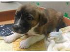 Adopt 389519 a Labrador Retriever