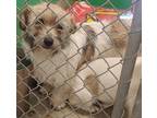 Adopt 389563 A Dachshund, Terrier