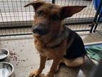 Adopt A197716 A German Shepherd Dog