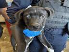 Adopt A197917 A Pit Bull Terrier
