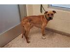 Adopt ACHILLIES a Pit Bull Terrier, Mixed Breed