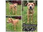 Adopt HANDSOME a Pit Bull Terrier, Mixed Breed