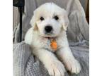 Adopt Crane a Great Pyrenees, German Wirehaired Pointer