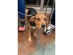 Adopt SAMMIE a Black and Tan Coonhound