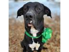 Adopt #12975/_3/#12982/Budda a Labrador Retriever, Mastiff