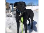Adopt Memphis A Black Labrador Retriever, Husky