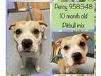 Adopt Percy a Pit Bull Terrier, Hound