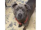 Adopt Cassian A American Staffordshire Terrier