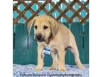 AVAILABLE ONSITE STARTING WEDNESDAY 329  Shepherd Is A Handsome Tan Puppy With A Streak Of Bluegrey Along His Back Earning Him The Nickname Blue He I