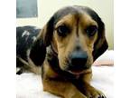 Adopt Lloyd a Dachshund, Beagle