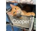 Adopt Cooper A Tabby, Domestic Short Hair