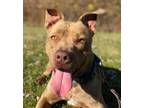 Adopt Melo a Pit Bull Terrier