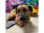 Adopt Dale a Shepherd, Mixed Breed
