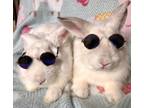 Adopt Niko & Carter A Bunny Rabbit
