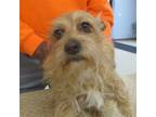 Adopt TOTO A Norwich Terrier