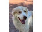 Adopt Billy Bob a Border Collie, Great Pyrenees