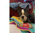 Adopt RUSSO a Boston Terrier