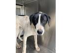 Adopt 52304058 a Great Pyrenees, Mixed Breed
