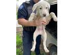 Adopt Ronnie a Great Pyrenees, Mixed Breed