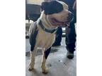 Adopt Magnificent A American Staffordshire Terrier, Mixed Breed