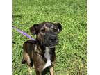 Adopt Rochester A Mixed Breed