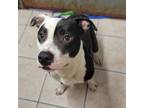 Adopt Hugo A Pit Bull Terrier, Mixed Breed