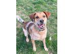 Adopt Copper A Mixed Breed