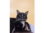 Adopt Rossi A Domestic Short Hair