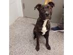 Adopt Finny A Terrier