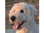 Adopt Firenza-MEDICAL HOLD A Golden Retriever, Poodle